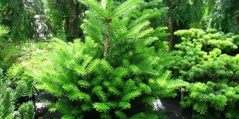 Balsamova jela: fotografija i opis